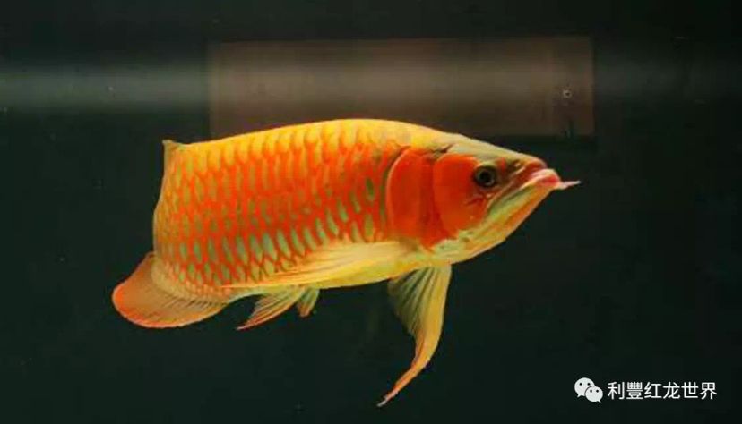 紅龍魚公母（如何區(qū)分紅龍魚的公母） 龍魚百科 第2張