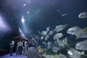 水族館名稱大全圖片（世界著名水族館排名悉尼水族館、新加坡水族館、新加坡水族館） 水族館百科（水族館加盟） 第5張