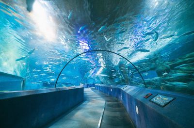 水族館名稱大全圖片（世界著名水族館排名悉尼水族館、新加坡水族館、新加坡水族館） 水族館百科（水族館加盟） 第4張