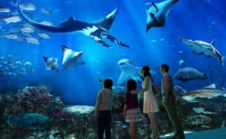 水族館名稱大全圖片（世界著名水族館排名悉尼水族館、新加坡水族館、新加坡水族館）