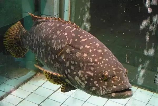 水族館魚類圖譜（關于水族館魚類圖譜的相關信息）