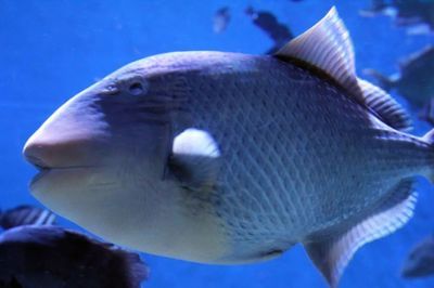 水族館魚類圖譜（關于水族館魚類圖譜的相關信息）