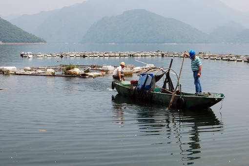 淘寶的龍魚怎么那么便宜（為什么淘寶上的龍魚價(jià)格這么低，它們的質(zhì)量會(huì)不會(huì)有問題？） 水族問答 第1張