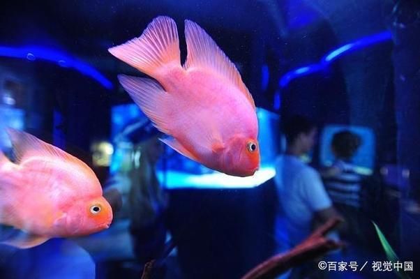 水族館管理中溫度控制技巧 水族館百科（水族館加盟） 第6張