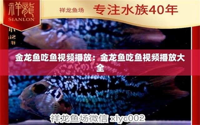 金龍魚吃魚 龍魚百科 第3張