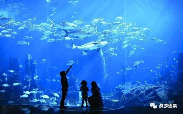 海南的水族館哪個好玩（三亞亞特蘭蒂斯水族館門票價格） 水族館百科（水族館加盟） 第1張