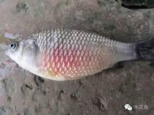 海底龍魚(yú)圖片（如何辨別一只健康的海底龍魚(yú)） 水族問(wèn)答