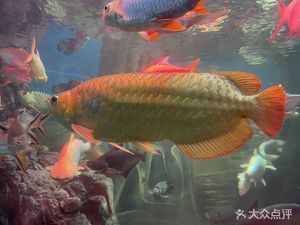 水族館位置（吉隆坡云浮水族館） 水族館百科（水族館加盟） 第2張