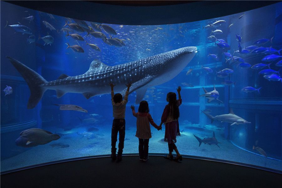 開一個水族館需要什么手續(xù)（開設(shè)一個水族館所需的手續(xù)） 水族館百科（水族館加盟） 第4張