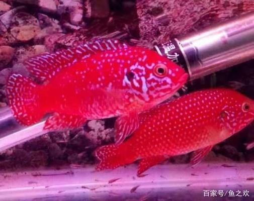 金龍魚油代理需要多少錢一瓶（-成為金龍魚油代理商需要多少錢一瓶） 水族問答 第2張