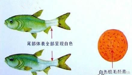 金龍魚的電影（《金龍魚》影評） 水族問答 第1張