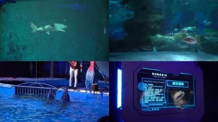 水族館里面有哪些魚（上海海洋水族館） 水族館百科（水族館加盟） 第5張