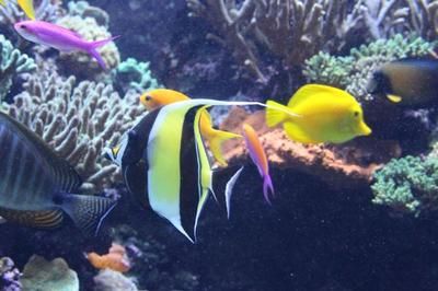 水族館加盟代理怎么樣啊賺錢嗎多少錢（水族館加盟代理是一個(gè)具有潛力的商業(yè)機(jī)會(huì)，水族館營銷策略分享） 水族館百科（水族館加盟） 第5張