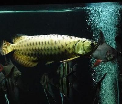 呼和浩特金龍魚繁殖基地在哪里啊（呼和浩特金龍魚繁殖基地） 龍魚百科 第1張