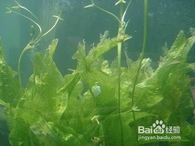 恐龍魚跳缸怎么救（恐龍魚被困在缸里，我們應(yīng)該如何避免它的恐慌和攻擊性） 水族問答 第1張