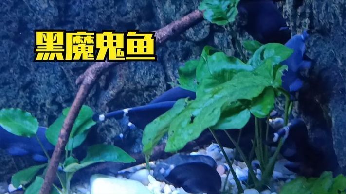 一般水族館都賣些什么魚？（水族館售賣的魚類種類繁多，） 水族館百科（水族館加盟） 第1張