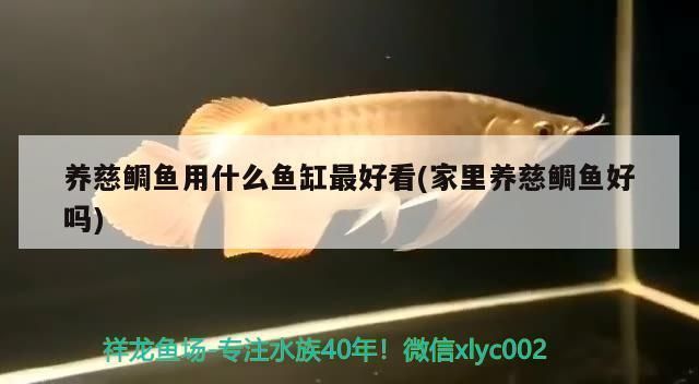 雷龍魚白點病能自己好么（如何正確給雷龍魚用藥，雷龍魚白點病的自然療法） 龍魚百科 第5張