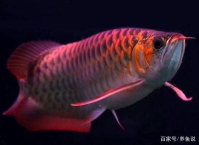 龍魚(yú)燈的選擇方法圖解（如何根據(jù)龍魚(yú)品種選燈，龍魚(yú)燈管更換周期指南） 龍魚(yú)百科 第2張