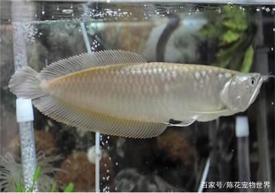 龍魚(yú)燈的選擇方法圖解（如何根據(jù)龍魚(yú)品種選燈，龍魚(yú)燈管更換周期指南） 龍魚(yú)百科 第3張