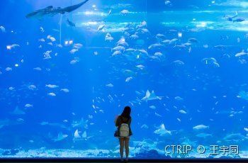 水族館游玩文案（探索海底奧秘，與海洋生物零距離接觸）