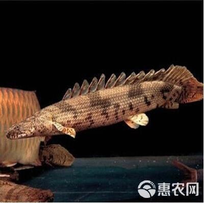 恐龍王魚與虎紋恐龍魚（恐龍王魚與虎紋恐龍魚有什么區(qū)別） 龍魚百科 第1張