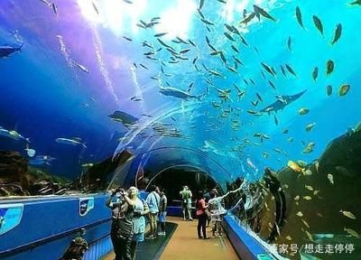 水族館建造費(fèi)用多少錢(qián)一平方（水族館建造費(fèi)用具體多少錢(qián)一平方） 水族館百科（水族館加盟） 第5張