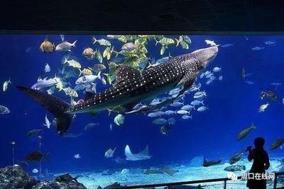 投資一家水族館需要多少錢（開一家水族館的成本是多少？）