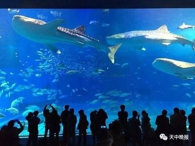 投資一家水族館需要多少錢（開一家水族館的成本是多少？） 水族館百科（水族館加盟） 第1張