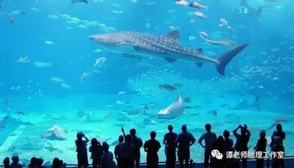 世界十大水族館排名（世界十大水族館排名，上海海洋水族館隧道體驗(yàn)感受） 水族館百科（水族館加盟） 第5張