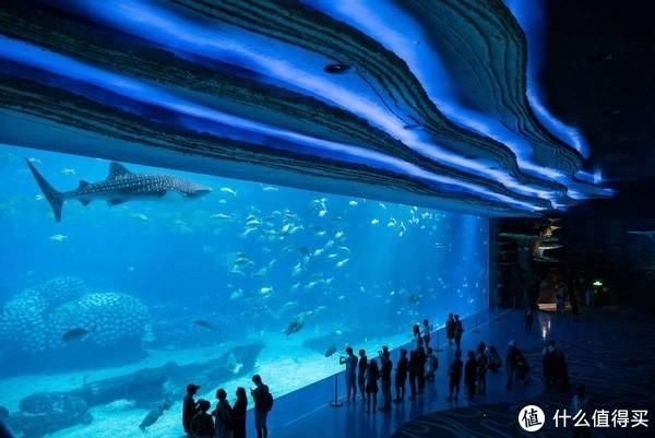 世界十大水族館排名（世界十大水族館排名，上海海洋水族館隧道體驗感受）