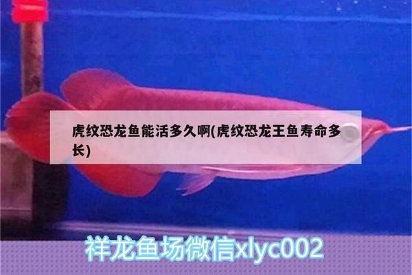 虎斑恐龍魚壽命多少年了（虎斑恐龍魚與六角恐龍魚的壽命可以達(dá)到25年以上） 龍魚百科 第5張