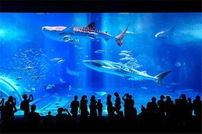 開個水族館風(fēng)險大不大（開設(shè)水族館的風(fēng)險）