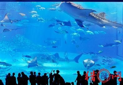 水族館取名字大全（水族館名字的文化元素） 水族館百科（水族館加盟） 第4張