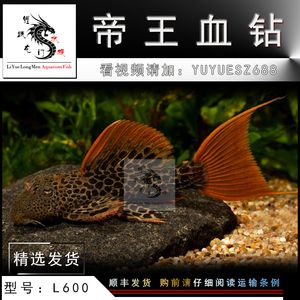 蘭州金龍魚招聘信息電話（蘭州金龍魚公司正在招聘，感興趣的求職者可以通過撥打電話咨詢） 水族問答 第2張