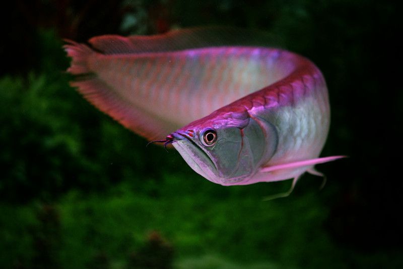 家里養(yǎng)銀龍魚好還是招財(cái)好呢（銀龍魚與招財(cái)魚混養(yǎng)的注意事項(xiàng)） 龍魚百科 第5張