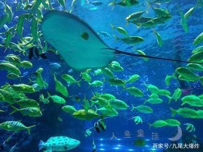 開一個水族館多少錢人民幣（開一個水族館的成本可能在10萬至20萬元之間）