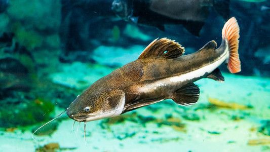 水族館店內(nèi)照片（關(guān)于水族館店內(nèi)照片的設(shè)計與應(yīng)用）