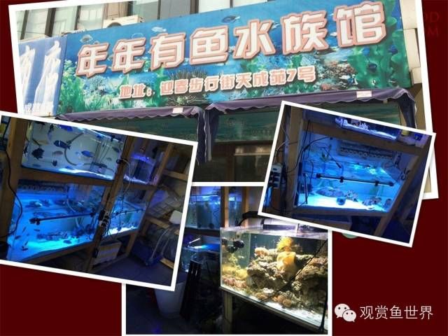 水族館一般都有什么魚(yú)（水族館中常見(jiàn)的幾種魚(yú)類） 水族館百科（水族館加盟） 第5張