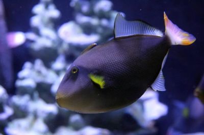 水族館有哪些魚的名字和圖片（水族館中常見的魚類名字及其圖片詳情） 水族館百科（水族館加盟） 第5張