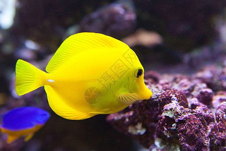 水族館有哪些魚的名字和圖片（水族館中常見的魚類名字及其圖片詳情） 水族館百科（水族館加盟） 第3張