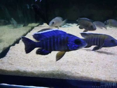 祥龍魚場有限公司電話號碼 水族館百科（水族館加盟） 第4張