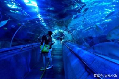 水族館賺錢游戲怎么玩（水族館賺錢游戲怎么玩水族館游戲任務(wù)獎(jiǎng)勵(lì)介紹） 水族館百科（水族館加盟） 第1張