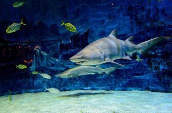 水族館哪里的比較好玩（上海海洋水族館） 水族館百科（水族館加盟） 第2張