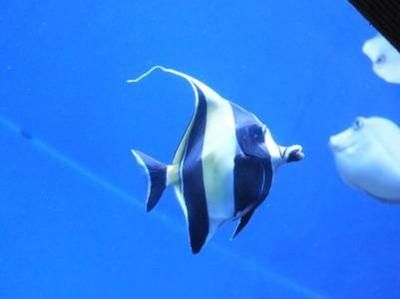 水族館都有哪些魚（水族館中常見的魚類） 水族館百科（水族館加盟） 第4張