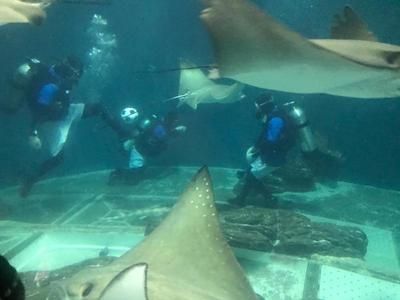 水族館都有哪些魚（水族館中常見的魚類） 水族館百科（水族館加盟） 第1張