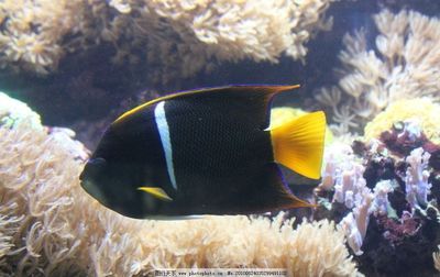 水族館里100種動物名稱（水族館100種不同種類的動物名稱及其特征）