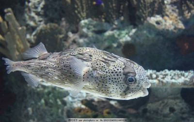 水族館里100種動(dòng)物名稱（水族館100種不同種類的動(dòng)物名稱及其特征） 水族館百科（水族館加盟） 第4張