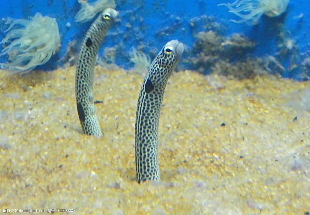 水族館里100種動物名稱（水族館100種不同種類的動物名稱及其特征）