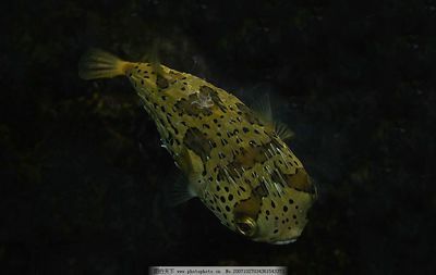 水族館里100種動物名稱（水族館100種不同種類的動物名稱及其特征）