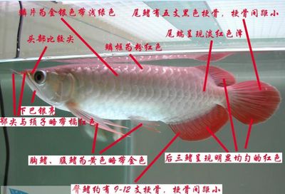 龍魚(yú)鑒別最簡(jiǎn)單三個(gè)方法（如何挑選龍魚(yú)） 龍魚(yú)百科 第3張